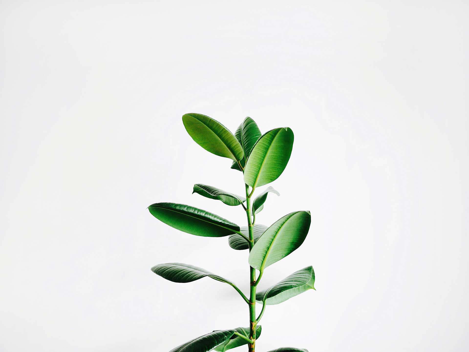 Minimalism vs. Intentional Living: Finding Your Balance
