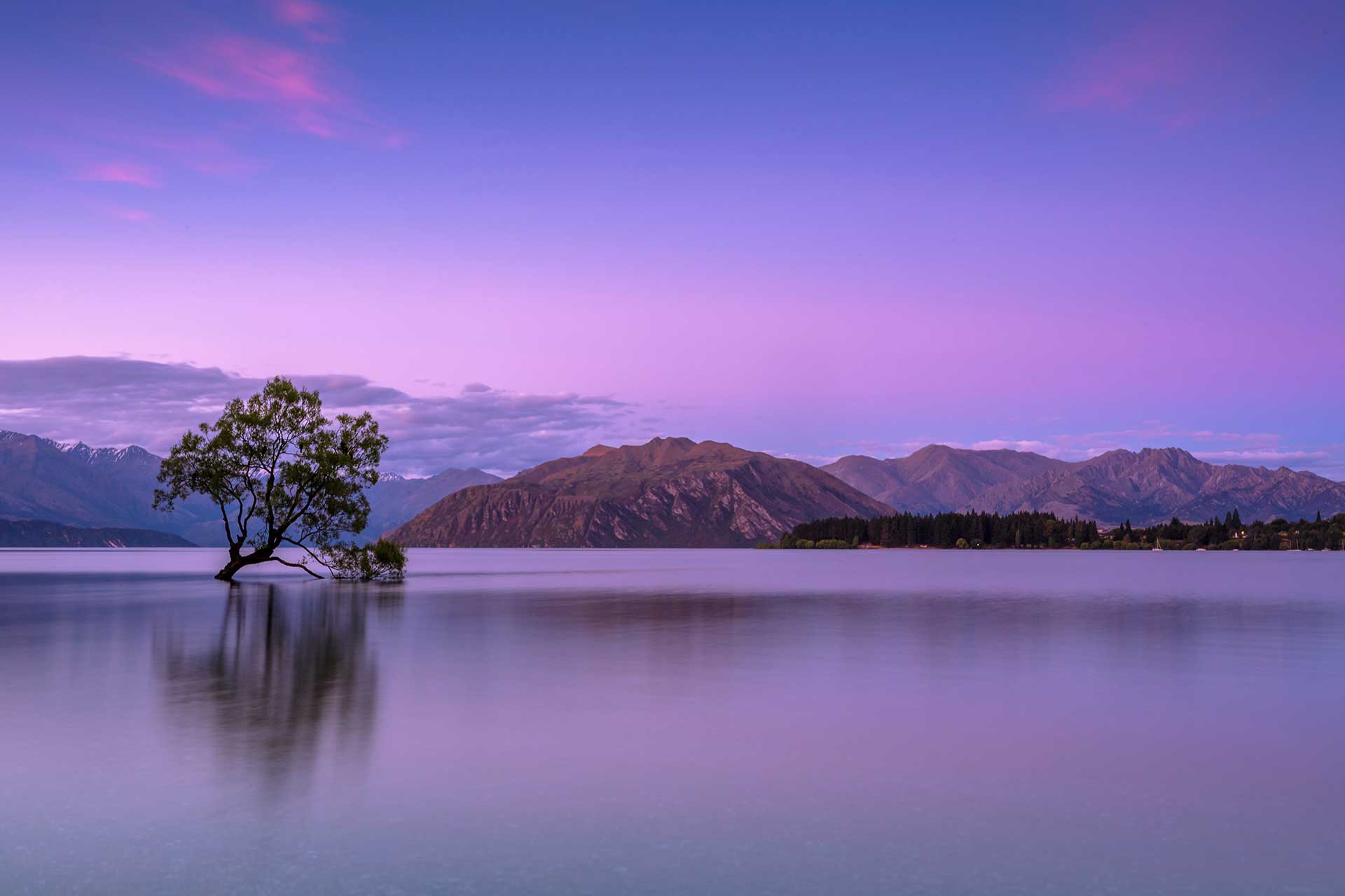 calming tree in lake with purple sunset